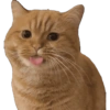 KUCING REACTION  9