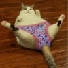 Gatos caóticos e fofos 🤣😻 9