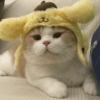 🐈Gatitos Super Cute 💛💟 6