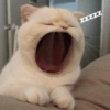 Pack of cats 15