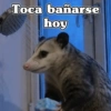 🧿 Tlacuache/ zariguella🦡 15