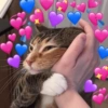Love cats 16