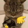 GATINHOS 5