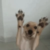 MEMES PRA VC 🥺🤙 8
