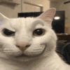 Dilo con gatos 8