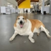 Cachorro Silveira 11
