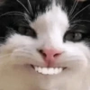 Kucing Lucu 6