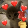 Love cat. | @ocenferios  Haki. 5