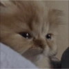 SAD CATT😿😿😭 17