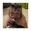 Monkys 3000 🐒 14