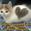 asectarias ser la novia de ste umilde pendejo estúpido¿