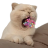 🐱 Gatitos En Secuencia🧩 15