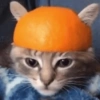 Kucing Anomali 5 5