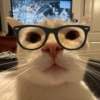 Gatos caóticos e fofos 🤣😻 10