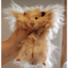 Cricetino Sad Hamster pt.3 28