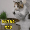 Gatos caóticos e fofos 🤣😻 15