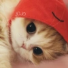 🐈Gatitos Super Cute 💛💟 30