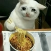 Gatos🐱 27