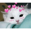 Love cats 19