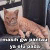 Meme Kucing Indo🐱 13