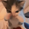 GATINHOS 11