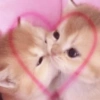 Kucing Anomali 5 7