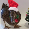 Animais de Natal 2🎄 25