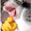 Gatinhos 12
