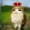 Meowl 🐱🦉 19