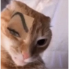 Gatinhos 13