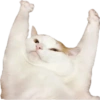 Meme Kucing Imut #4 11
