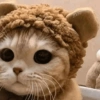 🐈Gatitos Super Cute 💛💟 7
