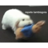 Novo ano novo stikitos 30