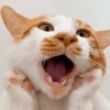Gatos🐱 5