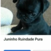 MEMES PRA VC 🥺🤙 11