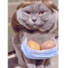 Kucing Lucu 12