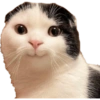 Kucing Lucu 7