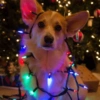Animais de Natal 2🎄 7