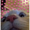 Love cats 12
