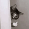 GATINHOS 9