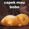 capek mau bobo