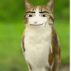 Meowl 🐱🦉 28