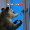 🧿 Tlacuache/ zariguella🦡 23