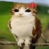 Meowl 🐱🦉 12