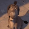 Perrito 15