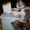 Gatitos cura depresión😻😾🙀😸 7