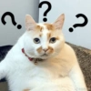 Meme kucing stres core 😾 10