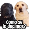 como se lo decimos?