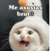 🧿 Anima tu chat😂😋 28