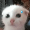Gatos. | @ocenferios  Haki. 5